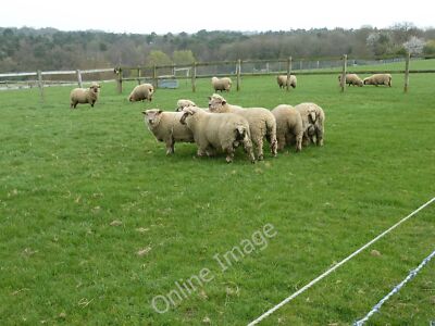 Foto 12x8 Eng gestrickte Wolle Cootham Die Rasse glaube ich sind Romney Schafe. c2011