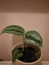 Scindapsus Pictus Exotica Trebie - Trailing House Plant - Evergreen in Pot