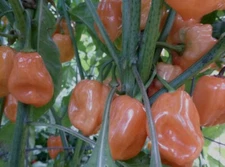 25 Orange Habanero Pepper Seeds, up to 350000 Scoville, High Yield OHIO USA 2025
