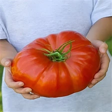 100 Heirloom Mortgage LIfter Tomato Seeds -HUGE Up To 4LB Tomato -NonGMO Organic