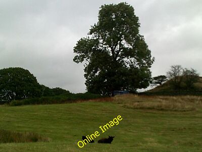 Foto 6x4 Zwei schwarze Schafe am Hag End Windermere\/SD4198 c2014