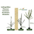 Bild 4 von 12