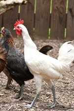6 Fresh Ayam Ketwa ( Laughing Chicken Hatching Eggs) RARE COLORS White Gene