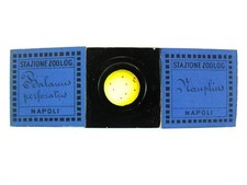  on The Hot Collector