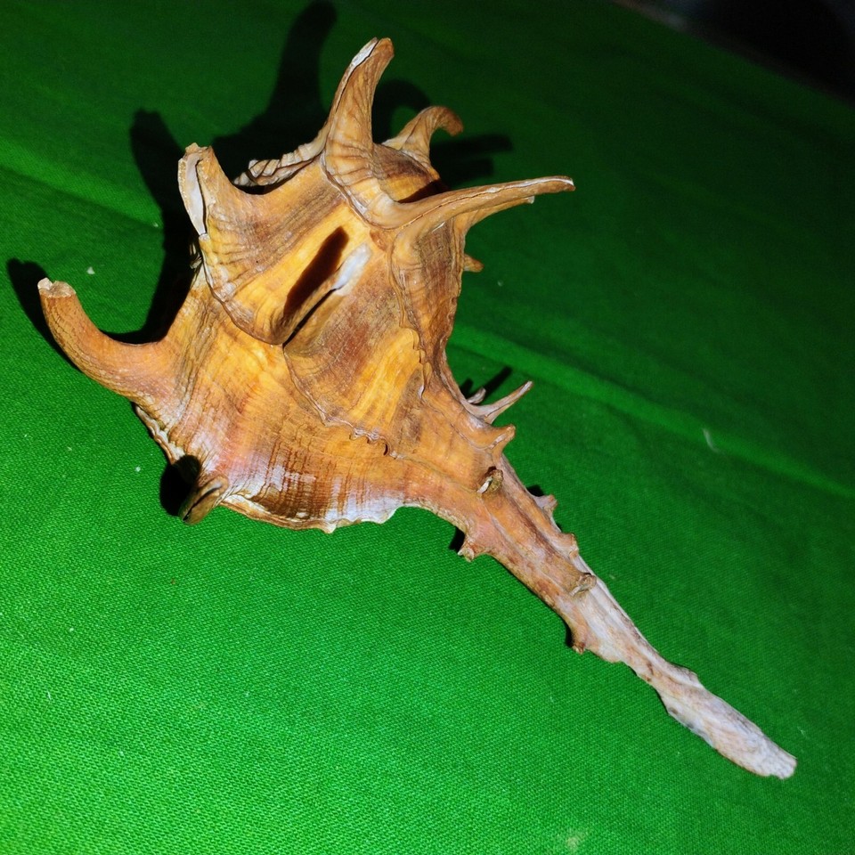 Bolinus cornutus H2308 Cape Verde Is. 145mm eBay