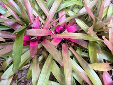 Neoregelia carolinae Bromeliad Pup Live Plant Bare Root Likely ID
