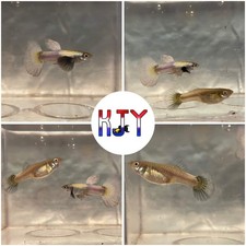 5 PAIRS Blue and White Dumbo Guppy 5 MALES, 5 FEMALES 
