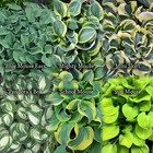 6 mini hostas. you'll receive on of each. great for fairy garden