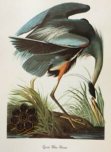 Vtg 1980's Audubon Art Print Color Litho LARGE WATER MARSH BIRDS LONG LEGGED