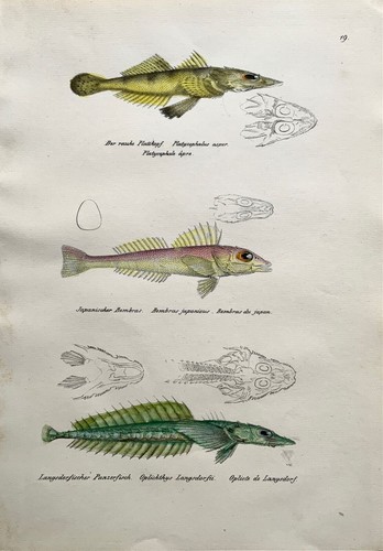 1833 H. Schinz (1777-1861) CABEZAS PLANAS pez platycephalus, litografía color mano - Imagen 3 de 4