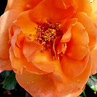 Tangerineskies Boutique