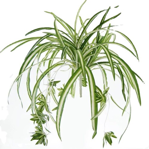 3 Packungen Künstliche Spinnenpflanze, Silk Faux Chlorophytum Comosum Fake Green - Bild 6 von 7