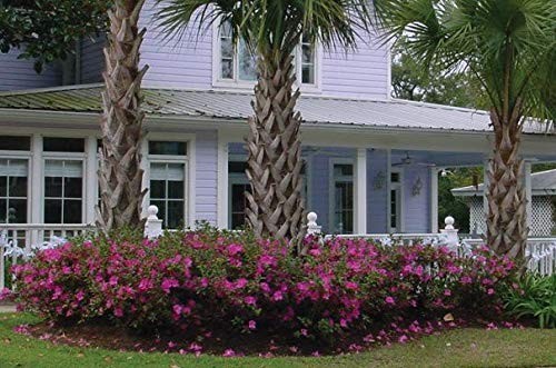 Azalea Autumn Royalty (1 Gallon) Azalea of The Year Purple Flowering Shrub - ... - Picture 9 of 9