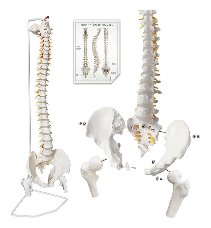 34.6” Life-Size Flexible Spine Model With Pelvis, Vertebrae, Nerves, Stand - NIB