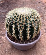 ECHINOCACTUS GRUSONII BREVISPINUS - PIANTA DA GIARDINO -CIOTOLA Ø23