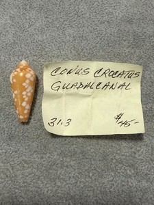 CONUS CROCATUS GUADACANAL, nice color and pattern  WOW- Solomon Islands 31.38mm
