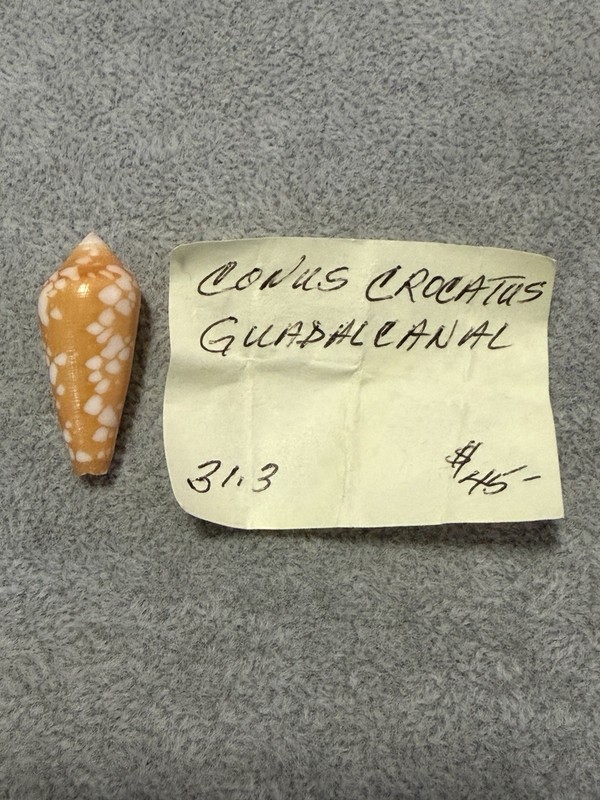 CONUS CROCATUS GUADACANAL, nice color and pattern  WOW- Solomon Islands 31.38mm