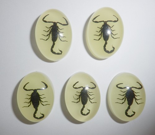 Insect Cabochon Black Scorpion Oval 18x25 mm glow in the dark 2 pieces Lot - Picture 3 of 11