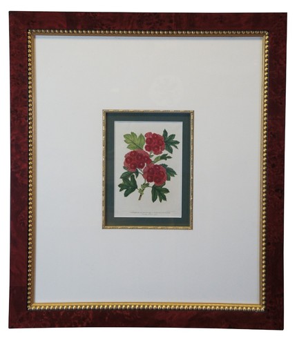 2 Horto Van Houtteano Framed Botanical Tropical Colored Lithograph Prints Plants - Picture 2 of 10