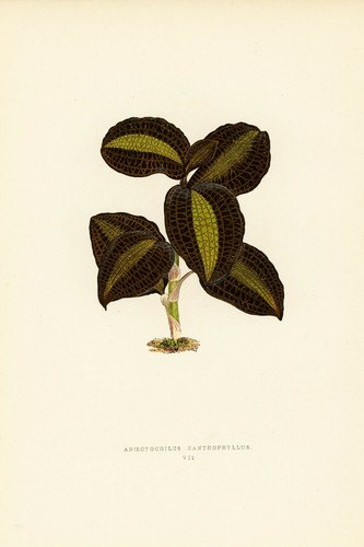 1861 EJ Lowe Esq, hermosas plantas de hojas - #7 - Imagen 1 de 4