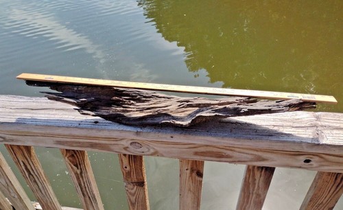 34" Treibholz Natural Saluda River Lake Murray, SC. 34.095869, -81.555428 - Bild 11 von 12