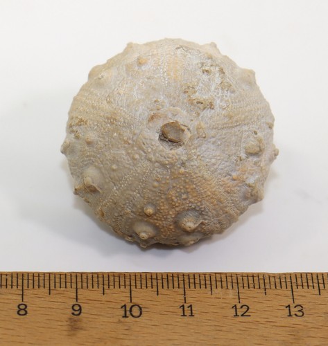 Riccio di mare, Gymnocidaris agassizi, Giura, Kimmeridge, Malogoszcz, Kielce, Polonia-c719 - Foto 6 di 6