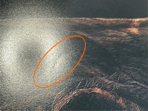 Judy LARSON - He Dog - Firmado y SN 588/3250 Crazy Horse Ogala Banda Dakota Estampado - Imagen 6 de 9