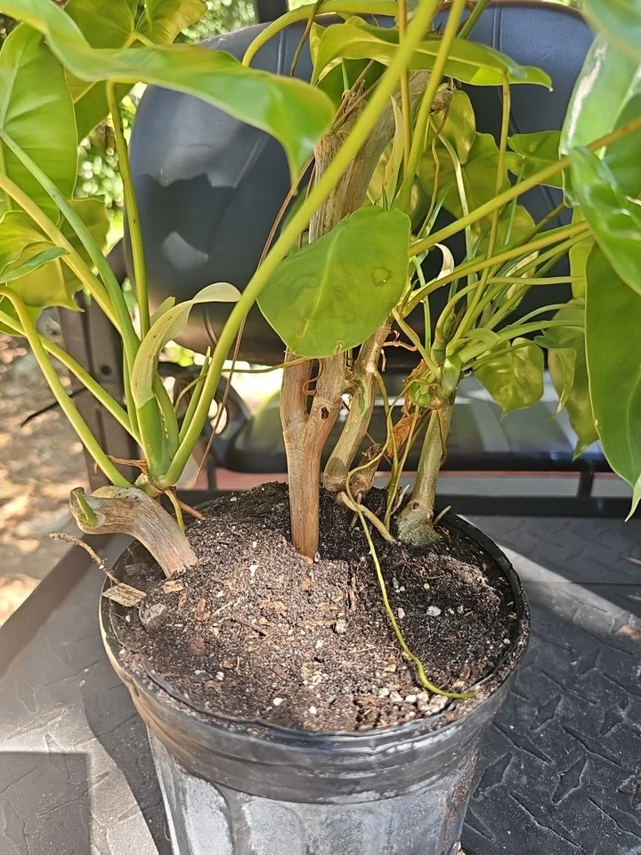 XL Philodendron Burle Marx Live Plant Green Leaf rooted multi grow  - Image 3 of 4