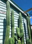100 seeds Echinopsis 'Rolleston 2' x 'Time Warp'