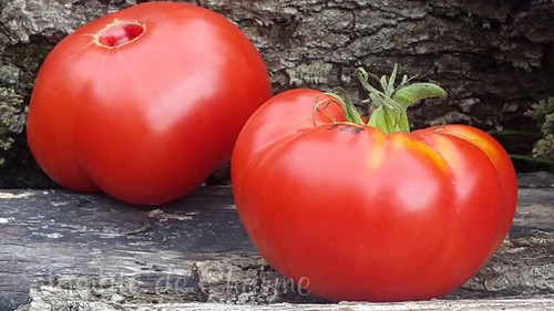 10 graines de tomate Yuri Gagarin tomato seeds méth.bio - Foto 2 di 7