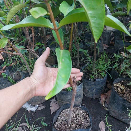 Grafted Syzygium Malaccense Guava Jamaica Fruit Tree Free Phyto - Picture 2 of 7