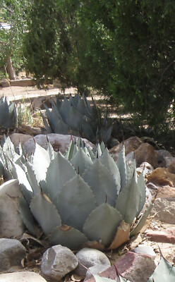 AGAVE PARRYI var TRUNCATA - 15'' Wide 5 gal Pot Yard Landscape Succulent
