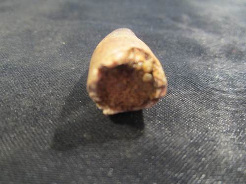 Dinosaur Bone Mosasaur Tooth Morocco, North Africa With Display Card MT E - Picture 8 of 9