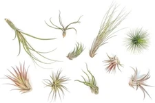 Small Tillandsia Air Plant Variety Pack - Live Tillandsia - Easy Indoor Outdoor