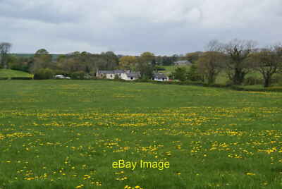 Foto 12x8 Pusteblumen von Old Buckley Farm mit Blick auf Samengrün. c2012