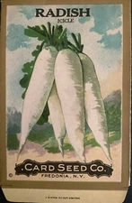1908 RADISH "Icicle" Seed Packet - Card Seed Co. Fredonia, N.Y. "NOS"