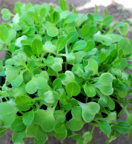 200 Semi Pak Choi Cavolo Cinese Chinese Cabbage Chou de Chine seeds - Foto 2 di 2