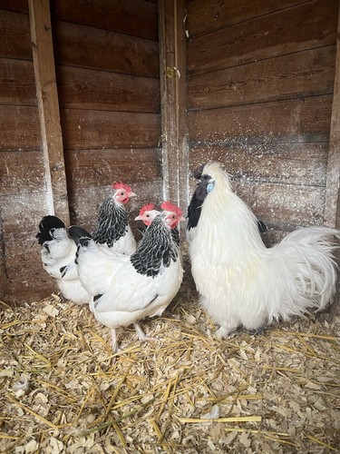 6 X Light Sussex Bantam X Large White Silkie Fertile/hatching Eggs - Picture 7 of 13