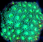 Corals of Eden ~ WYSIWYG Live Coral Frag ~ She Hulk Leptastrea ~ LPS SPS — photo 3