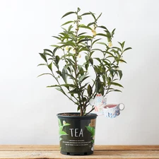 Assam Tea Plant (Camellia sinensis var. assamica) – Live Leaf Tea Tree 
