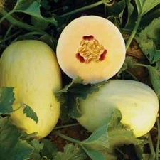 Crenshaw Melon Seeds | Heirloom / Non-GMO | Free Shipping | Seed Store | 1054