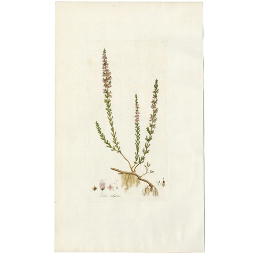 SCARCE 1777 CURTIS FLORA LONDINENSIS Hand-Color Folio Engraving, ERICA VULGARIS - Picture 2 of 6