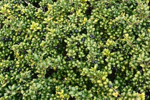 1 x Ilex crenata 'Convexa‘ Kugel 25 - 35 cm (Löffel Ilex) Buxbaum Buxus Ersatz - Foto 6 di 7