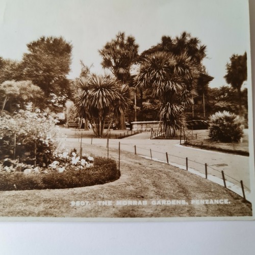 The Morrab Gardens Penzance Cornwall Echtfoto 9607 - Bild 3 von 4