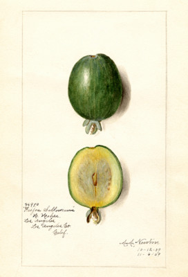 Feijoa - Acca Sellowiana - 1909 - Fruit Illustration Poster