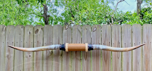 XLg MOUNTED STEER BULL HORNS COW BOY HORN LONGHORNS 5' ft 65" Tip to Tip LONG