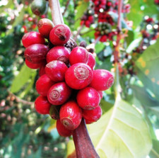 2000  Premium Coffee Seedss Coffea sp. excelsa var. Excelsa Coffee