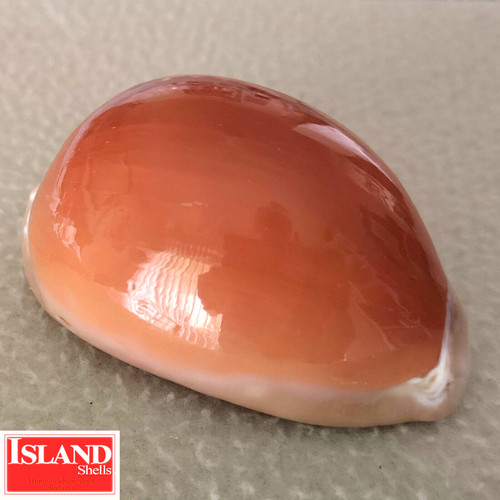 Cypraea Aurantium #1 86.4mm ULTRA! GORGEOUS GOLDEN BEAUTY from the Philippines