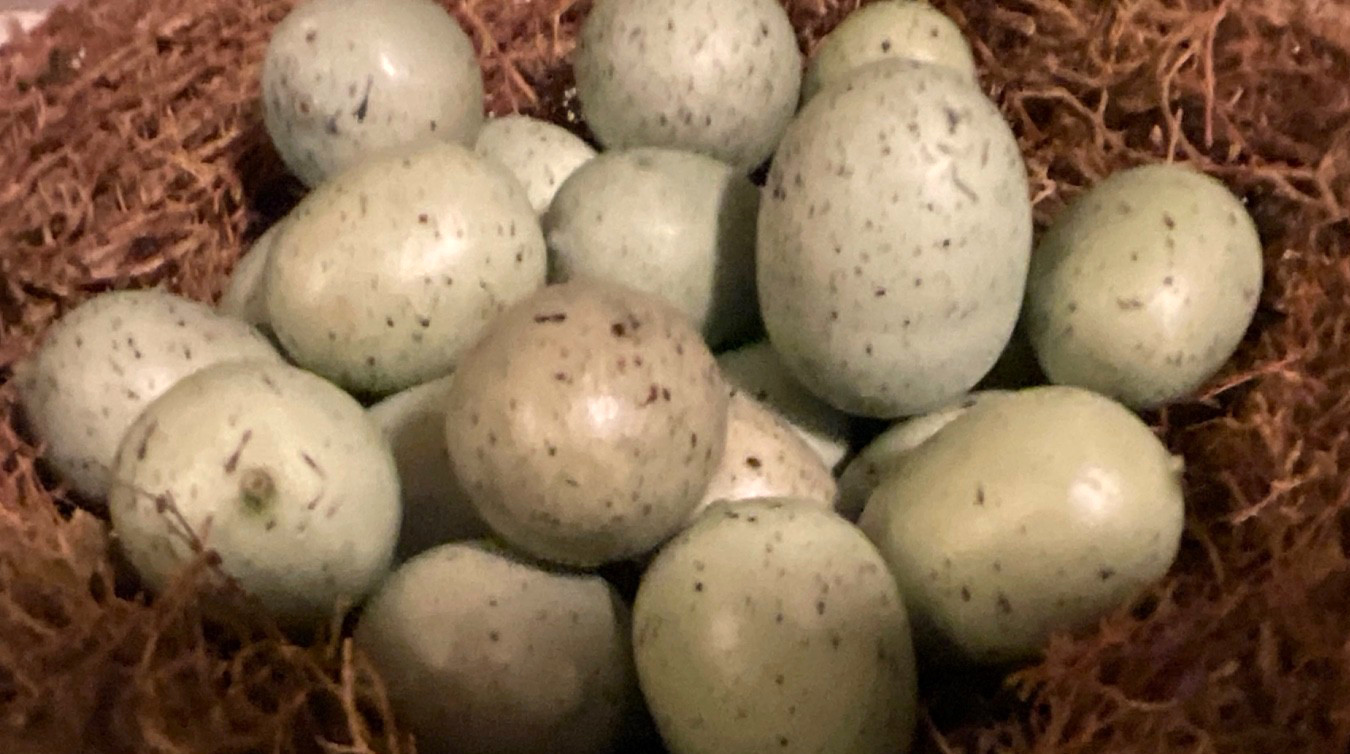 Set 6 Green Speckled Eggs 3/4&rdquo;- 1&rdquo; Bird Eggs Spring Decor