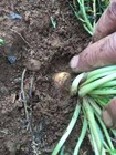 Lepidium meyenii, Peruvian maca, Andes ginseng - 20 Sementes